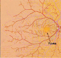 retina